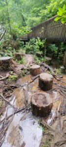 Helton Creek Falls Stump Steps